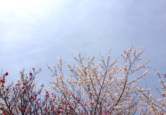 sakura201204.jpg