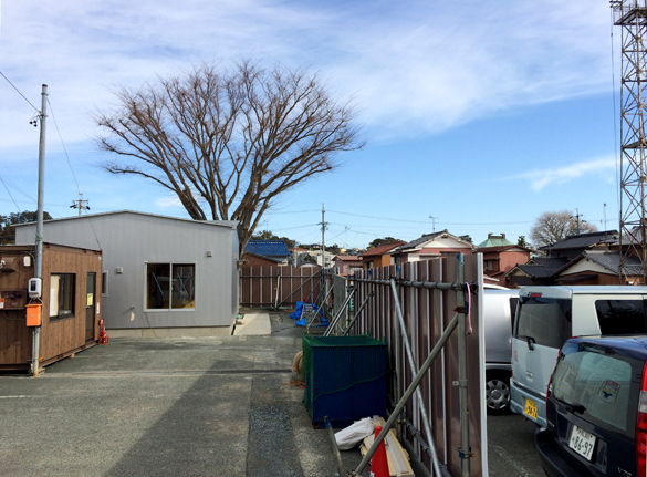 ケヤキの木の下。