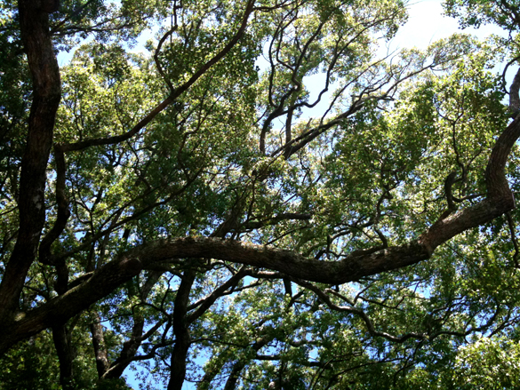 大きな木の下で。