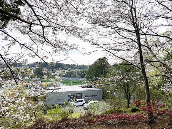 今年のキャンプ地は事務所の裏山。