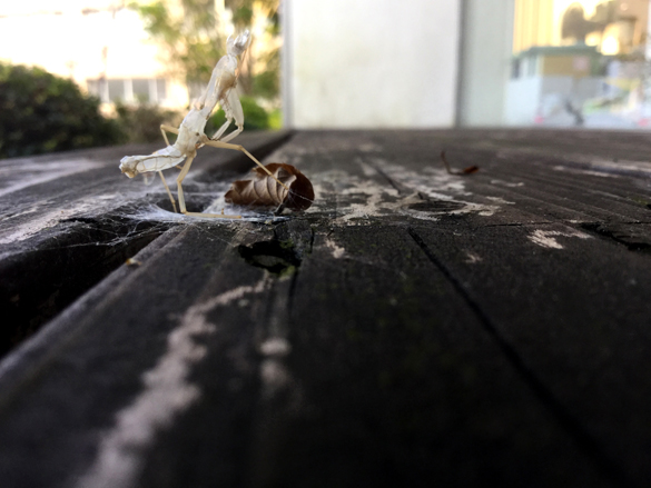 カマキリの教え。