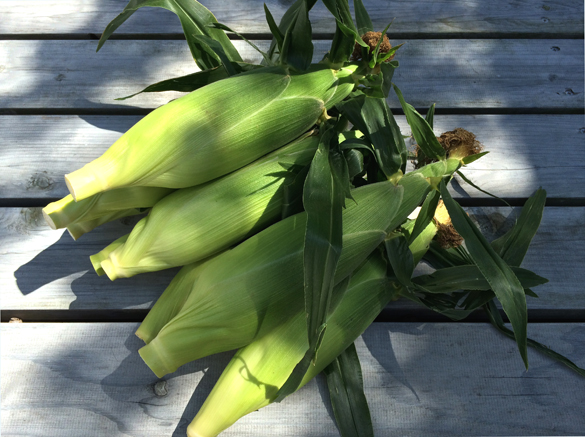 トウモロコシ。