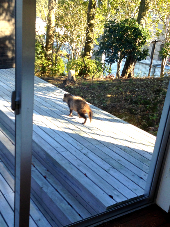 アポなしタヌキ。